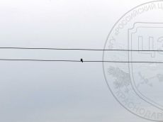 Сорокопут-серый_охота